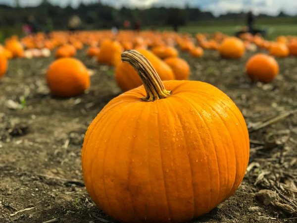 Autumn flavors: cooking with pumpkin and squash